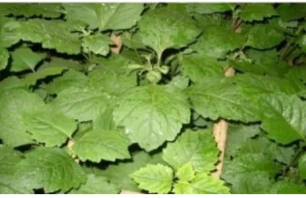 Gambar 10. Daun nilam 