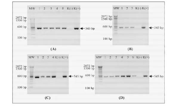 Tabel  3.  Identifikasi dan isolasi virus AI subtipe H5N1 dari sampel lingkungan pasar tradisional di Jawa Ti- Ti-mur  2012  (The  identification  and  isolation  of  AI  virus  subtype  H5N1  of  the  market  environmental  samples collected from East Jav
