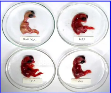 Gambar 1.  Lesi embrio yang terinfeksi (H37, H39 dan H41) secara makroskopis terlihat mengalami  pendarahan