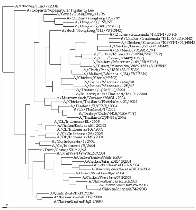 Gambar 1. Hubungan filogenetik di antara virus avian influenza isolat Indonesia. Hubungan ini berdasarkan pada sekuen nukleotida  fragmen gen hemaglutinin (HA)