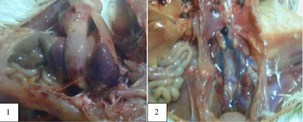 Gambar 3.  Perubahan  patologi  anatomi  berupa,  hemoragi  didalam  lemak  jantung,  spleen  dan  proventikulus,  juga  adanya  cairan  disekitar jantung (1), kongesti pada paru, uretes di dalam uneteas dan ginjal (2) 