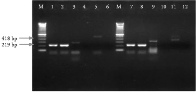 Gambar 1. Hasil amplifikasi setelah infeksi selama 5 dan  24 jam  pada sel MDCK yang diinfeksi virus 1074/03