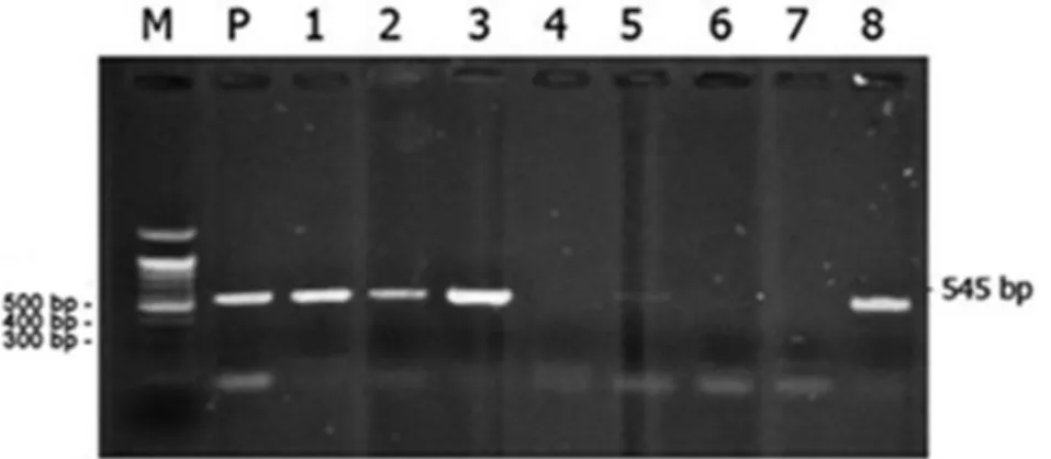 Gambar 2. Hasil amplifikasi gen H5 (545 bp) 8 sampel unggas dengan metode  onestep simplex RT-PCR yang sebelumnya  telah menunjukkan hasil positif untuk gen M