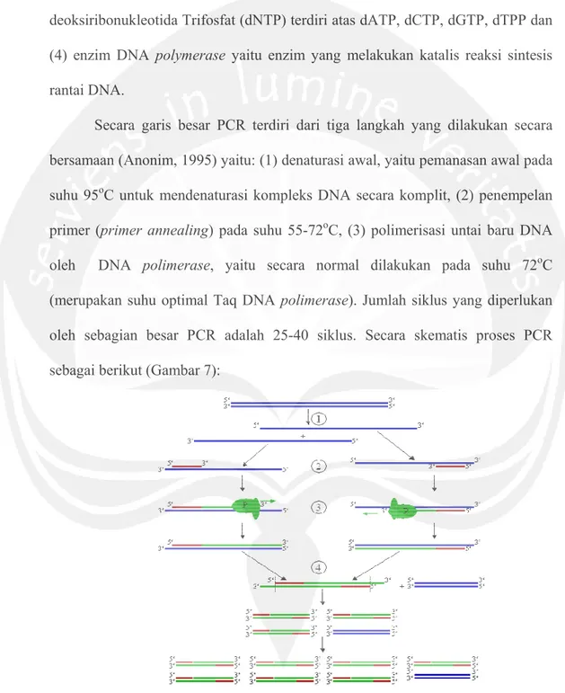 Gambar 7. Skema proses PCR (Sumber: Rice, 2005).  