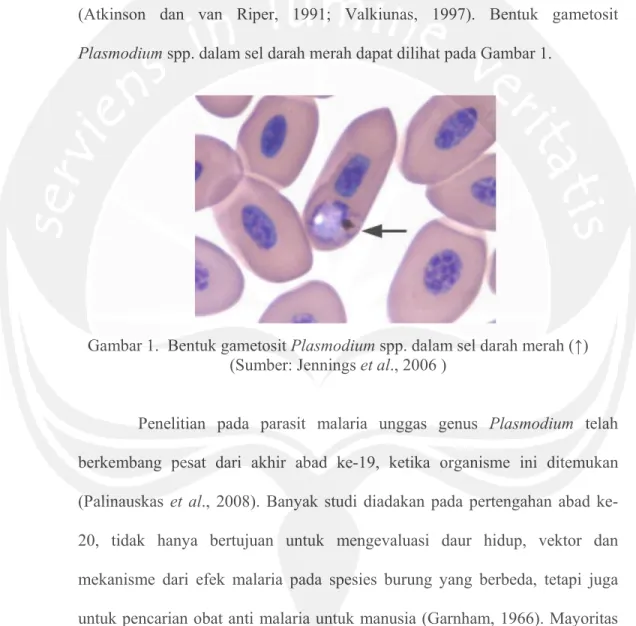 Gambar 1.  Bentuk gametosit Plasmodium spp. dalam sel darah merah (↑)   (Sumber: Jennings et al., 2006 ) 