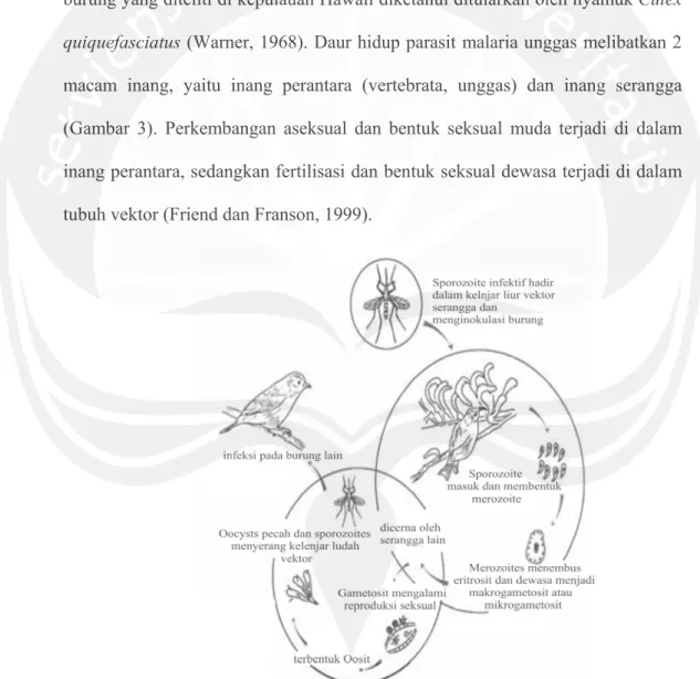 Gambar 3. Daur kompleks parasit Hemosporidian   (Sumber: Friend dan Franson, 1999). 