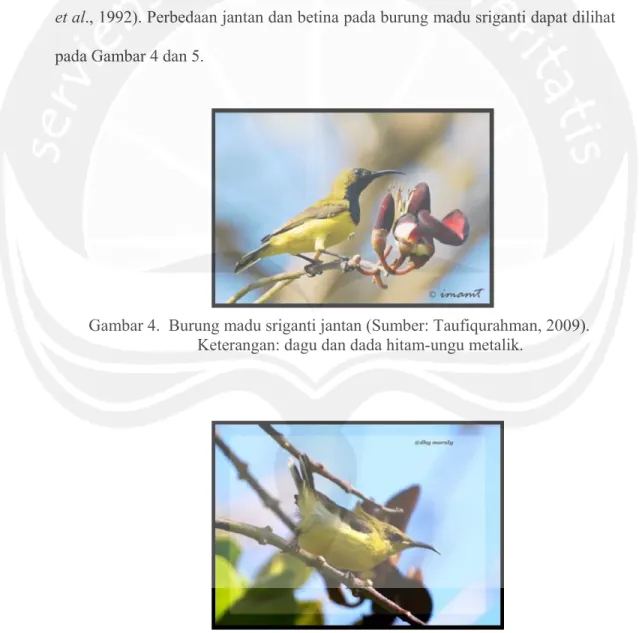 Gambar 5. Burung madu sriganti betina (Sumber: Maruly, 2009). 