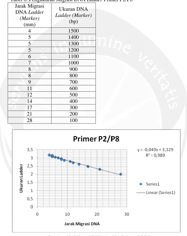 Gambar 18. Migrasi DNA Ladder Primer P2/P8 