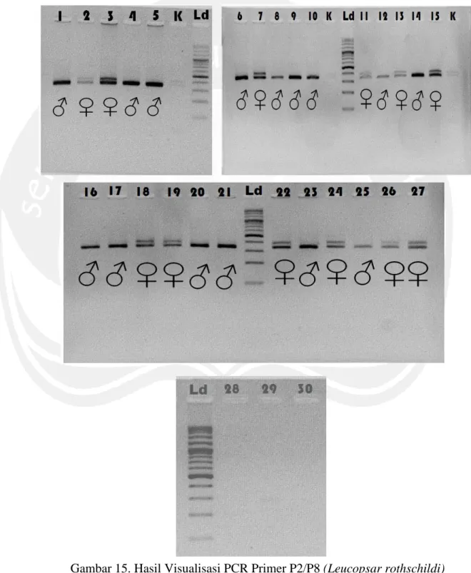 Gambar 15. Hasil Visualisasi PCR Primer P2/P8 (Leucopsar rothschildi) 