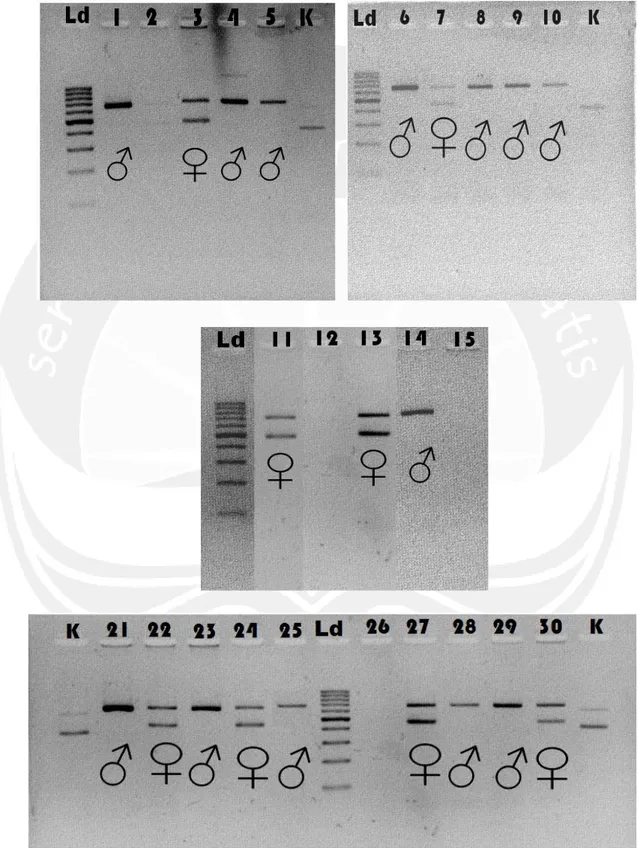 Gambar 16. Hasil Visualisasi PCR Primer 2550F/2718R (Leucopsar rothschildi) 