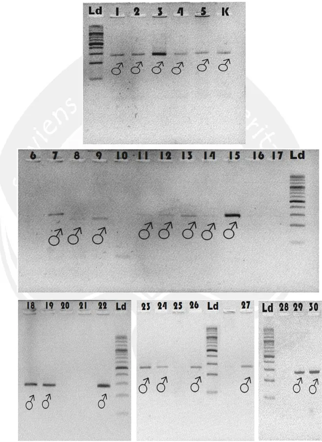Gambar 17. Hasil Visualisasi PCR Primer 1237L/1272H (Leucopsar rothschildi)  Keterangan : Ld= DNA ladder, 1-30 = hasil PCR primer 1237L/1272H sampel DNA Burung 