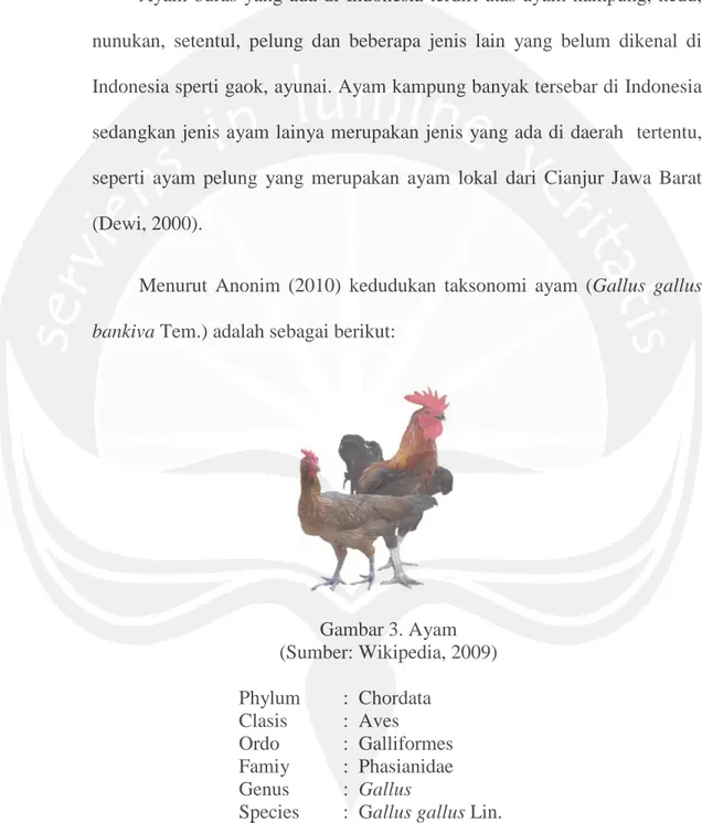 Gambar 3. Ayam   (Sumber: Wikipedia, 2009)  Phylum  :  Chordata  Clasis  :  Aves  Ordo   :  Galliformes  Famiy  :  Phasianidae  Genus  :  Gallus 