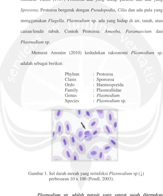 Gambar 1. Sel darah merah yang terinfeksi Plasmodium sp ( ↓)                                     perbesaran 10 x 100 (Pendl, 2003)