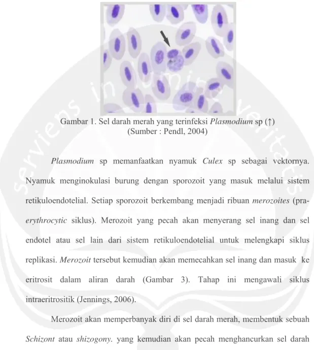 Gambar 1. Sel darah merah yang terinfeksi Plasmodium sp (↑)   (Sumber : Pendl, 2004) 