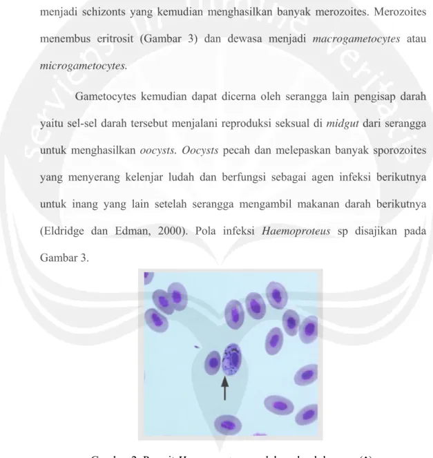 Gambar 2. Parasit Haemoproteus sp dalam darah burung (↑).  