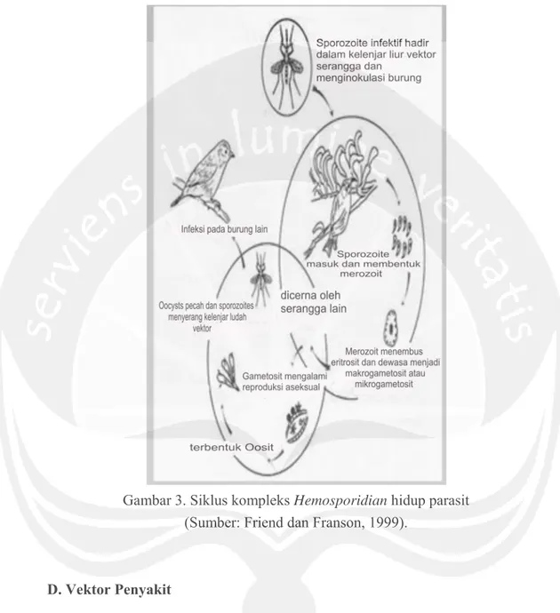 Gambar 3. Siklus kompleks Hemosporidian hidup parasit  (Sumber: Friend dan Franson, 1999)