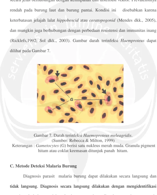 Gambar 7. Darah terinfeksi Haemoproteus meleagridis.