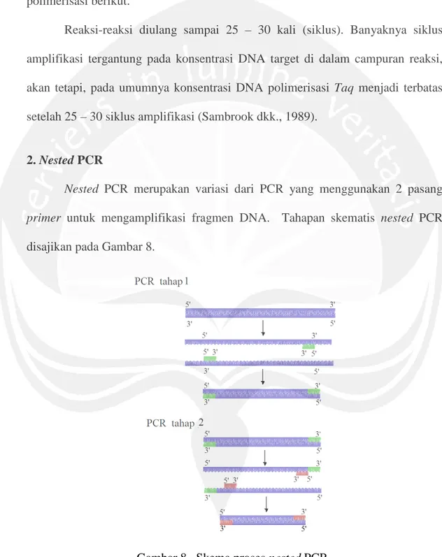 Gambar 8. Skema proses nested PCR.