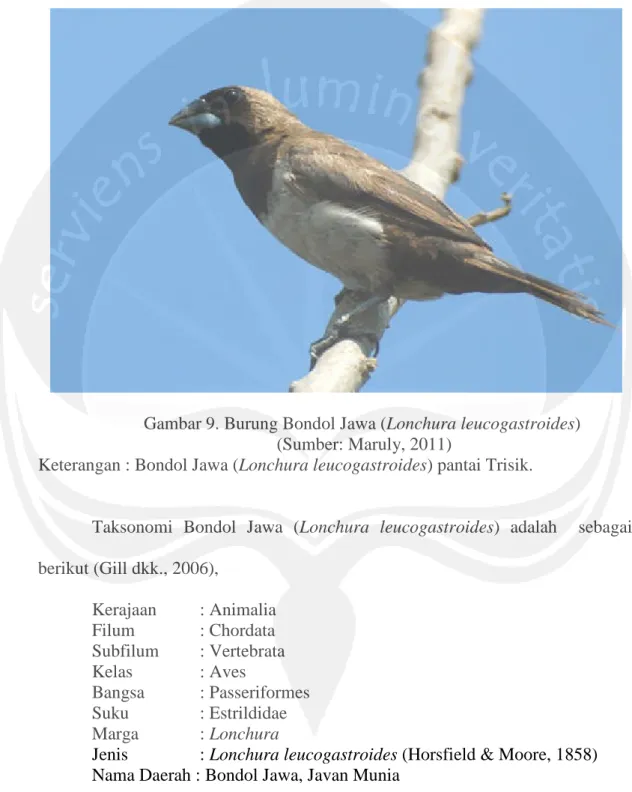 Gambar 9. Burung Bondol Jawa (Lonchura leucogastroides) (Sumber: Maruly, 2011)