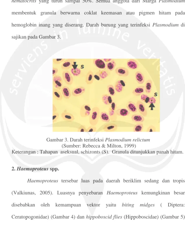 Gambar 3. Darah terinfeksi Plasmodium relictum (Sumber: Rebecca &amp; Milton, 1999)