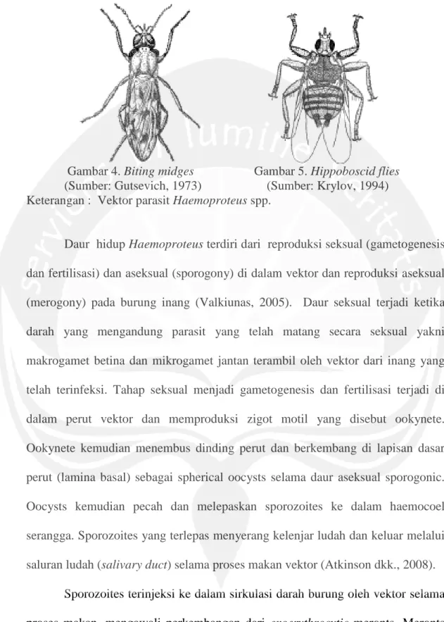 Gambar 4. Biting midges Gambar 5. Hippoboscid flies (Sumber: Gutsevich, 1973) (Sumber: Krylov, 1994) Keterangan : Vektor parasit Haemoproteus spp.