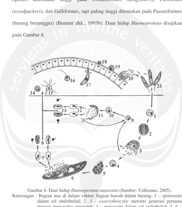 Gambar 6. Daur hidup Haemoproteus mansonia (Sumber: Valkiunas, 2005).