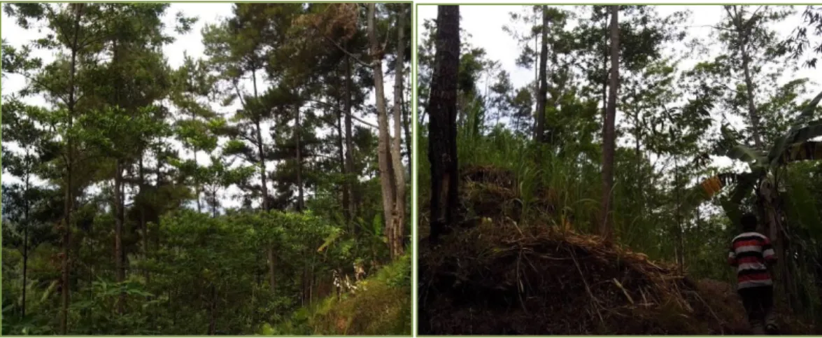 Gambar      2.    Sebaran  populasi  hutan  tanaman  ganitri  yang  berada  di  kawasan  hutan  alam  pada  beberapa  lokasi  di  KPH  Kedu  Selatan,  Kebumen,  Jawa  Tengah 