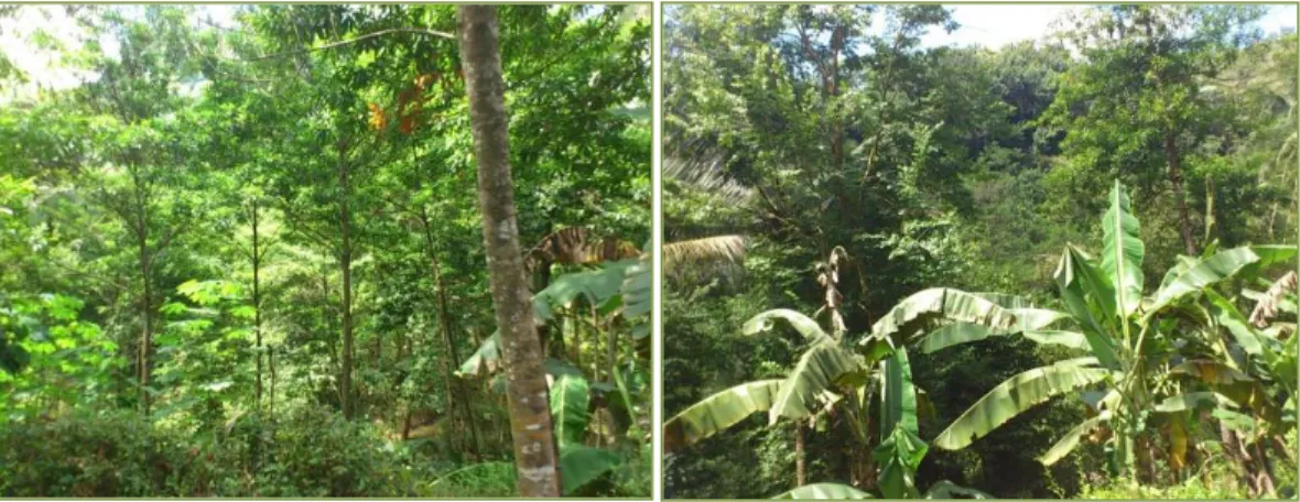 Gambar  5.  Pengembangan  hutan  rakyat  ganitri  secara  campuran  dengan  berbagai  tanaman kehutanan dan perkebunan di kabupaten Kebumen 