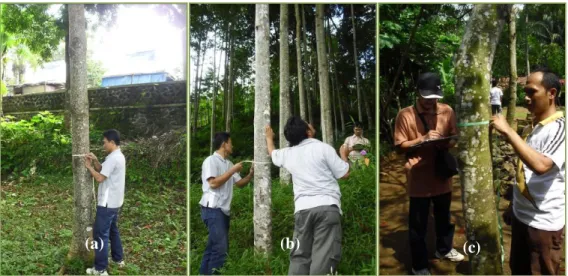 Gambar  7.  Penampilan  tegakan    ganitri  pada  beberapa  sistem  penanaman  :  a),  tanaman  peneduh    b)  hutan  rakyat  untuk  kayu  pertukangan,  c)  hutan  rakyat untuk HHBK 