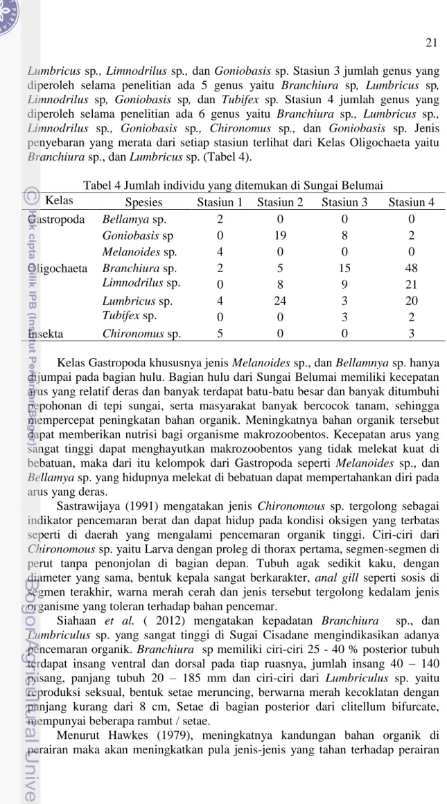 Tabel 4 Jumlah individu yang ditemukan di Sungai Belumai 