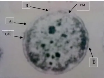 Gambar 2.  Bakteri A. salmonicida  ( Sumber : Cipriano and Bullock, 2001 )  Keterangan gambar :  