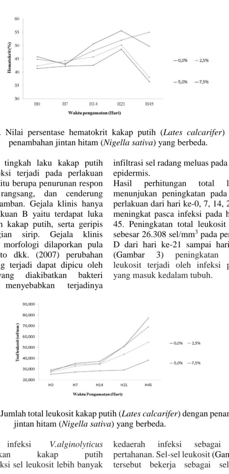Gambar 3. Jumlah total leukosit kakap putih (Lates calcarifer) dengan penambahan  jintan hitam (Nigella sativa) yang berbeda