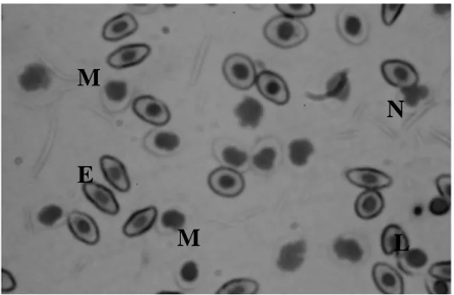 Gambar 4. Diferensial leukosit dengan pewarnaan giemsa, pada perbesaran 100X  mengunakan mikroskop Olympus BX-4, (M = monosit; L = limfosit; N 