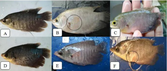 Gambar 1. Gejala klinis ikan gurami pasca uji tantang dengan A. Hydrophilla  Ikan gurami dapat hidup pada suhu 