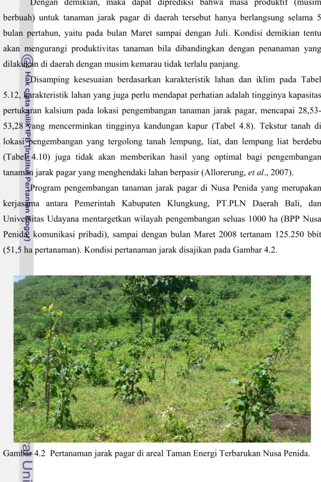 Gambar 4.2  Pertanaman jarak pagar di areal Taman Energi Terbarukan Nusa Penida. 