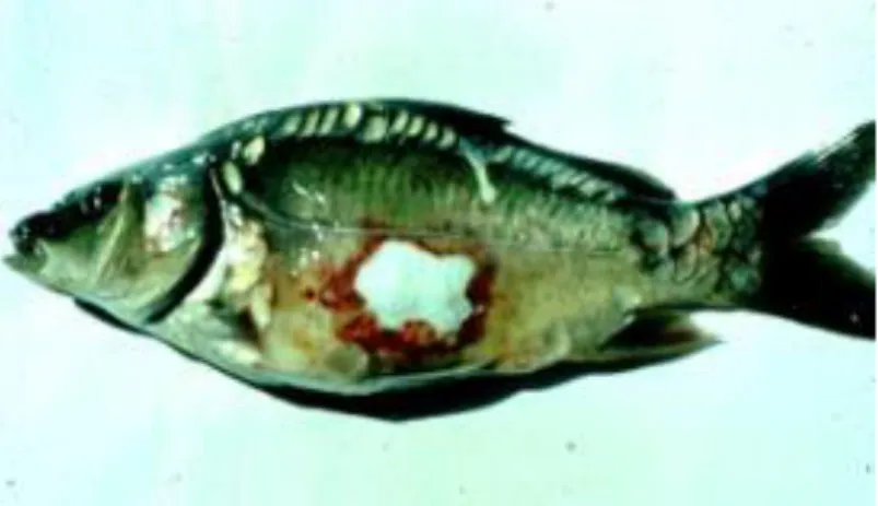 Gambar 4. Ikan Mas yang Terserang Bakteri A. salmonicida  (Sumber: Cipriano and Bullock, 2001) 