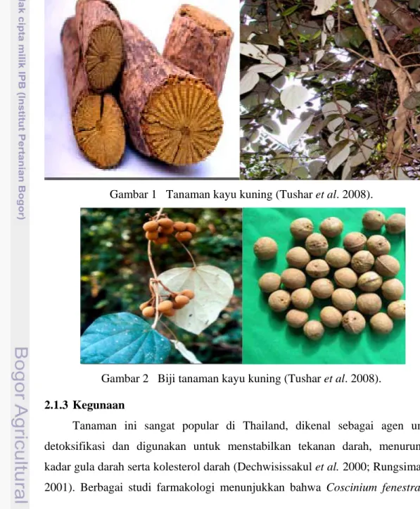 Gambar 1  Tanaman kayu kuning (Tushar et al. 2008). 