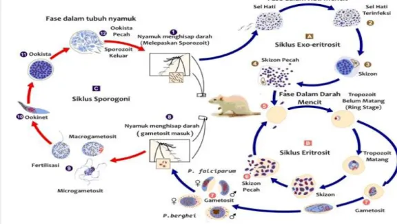 Gambar 5  Siklus hidup Plasmodium berghei (CDC 2011). 