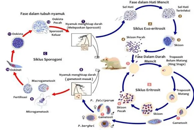 Gambar 2. Siklus Hidup P. berghei (CDC 2009)  Malaria 