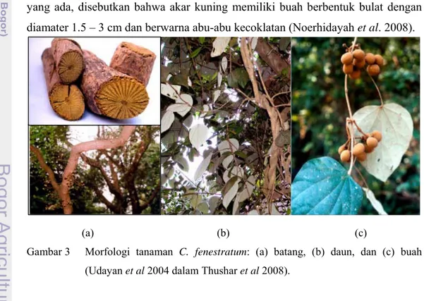 Gambar 3  Morfologi  tanaman C. fenestratum: (a) batang, (b) daun, dan (c) buah  (Udayan et al 2004 dalam Thushar et al 2008)