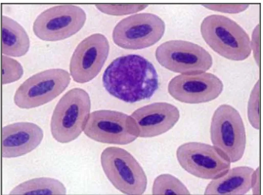 Gambar 7. Monosit pada darah ikan  www.vet.uga.edu 