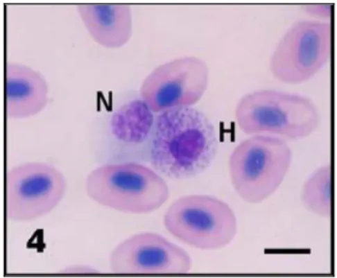 Gambar 8. Neutrofil dan Heterofil  pada darah ikan 