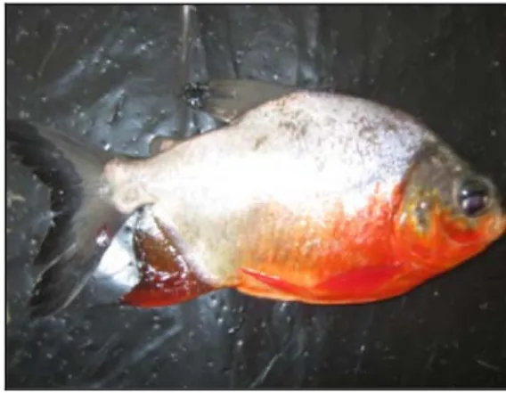 Gambar 1 Ikan bawal air tawar (Colossoma   macropomum) (koleksi pribadi) 