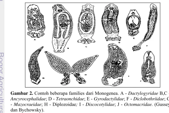 Gambar 2. Contoh beberapa families dari Monogenea. A - Dactylogyridae B,C -  Ancyrocephalidae; D - Tetraonchidae; E - Gyrodactylidae; F - Diclobothriidae; G  - Mazocraeidae; H - Diplozoidae; I - Discocotylidae; J - Octomacridae