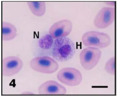 Gambar 8. Neutrofil dan Heterofil  pada darah ikan 