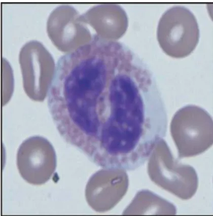 Gambar 7 Eosinofil (Weiss dan Wardrop 2010). 