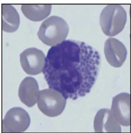Gambar 8 Basofil (Weiss dan Wardrop 2010). 