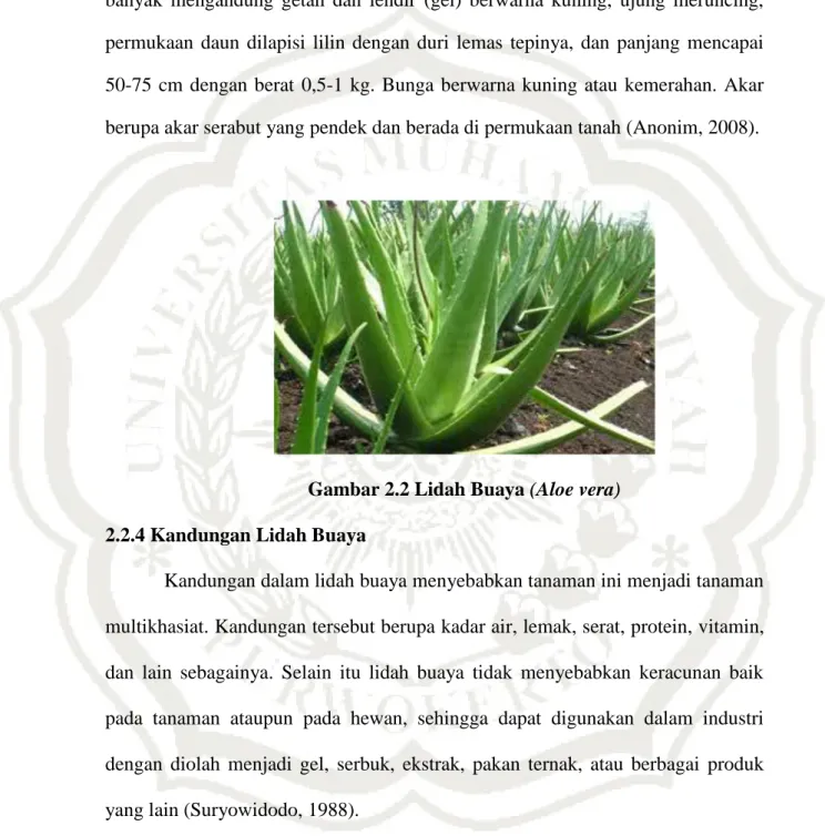 Gambar 2.2 Lidah Buaya (Aloe vera)  2.2.4 Kandungan Lidah Buaya 