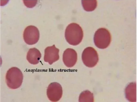 Gambar  8   Gambaran  mikroskopis  Anaplasma  sp.  (Noaman  et al. 