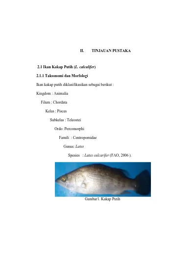 Tinjauan Pustaka 2 1 Ikan Kakap Putih L Calcalifer Taksonomi Dan